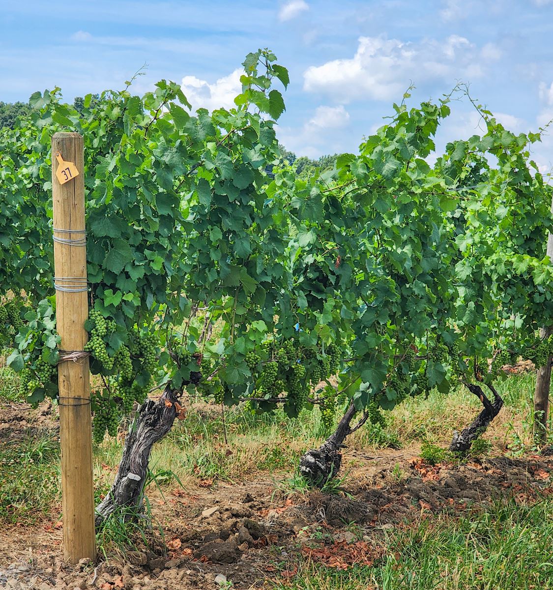 Vines at the Fox Run Vineyard are shown. The leaves are bright green, and the green grapes are hanging in bunches. The sky is blue in the background with light clouds. 